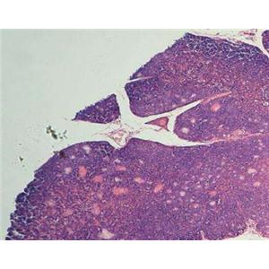 小鼠胸腺细胞