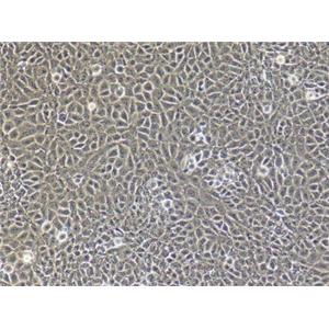 小鼠睾丸间质细胞