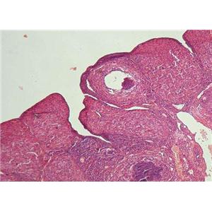 小鼠卵巢内膜细胞