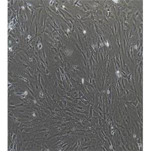 小鼠滑膜间充质干细胞