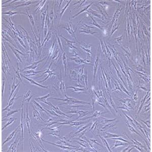 小鼠脉胳膜成纤维细胞
