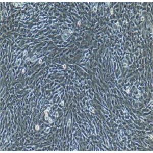 小鼠骨髓肥大细胞