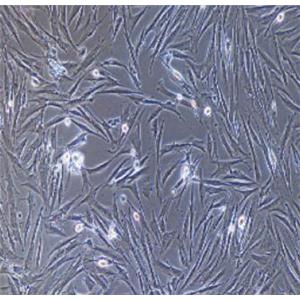 小鼠角膜基质细胞