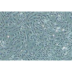 小鼠羊膜间充质干细胞