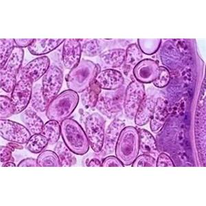 小鼠胎盘间充质干细胞