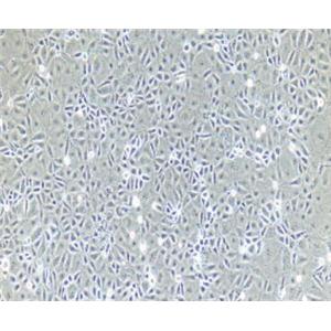 兔肝窦内皮细胞