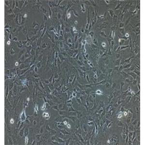 兔肝间质细胞