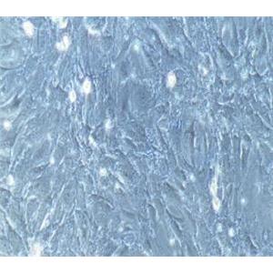 兔肾小球系膜细胞
