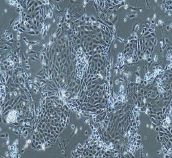 兔前列腺上皮细胞,Prostate Epithelial Cells
