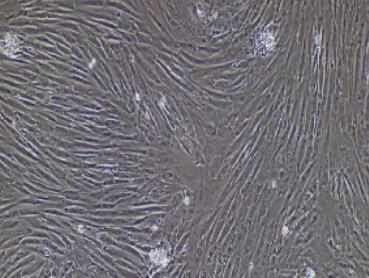 兔前列腺成纤维细胞,Prostate Fibroblasts Cells