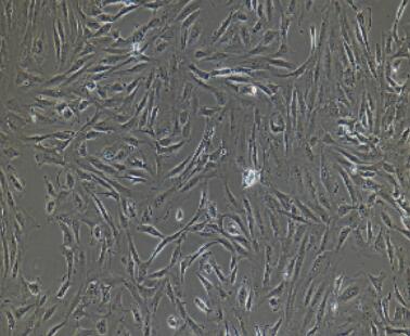 兔胸腺基质细胞,Thymus Stromal Cells