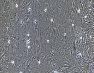 兔海绵体平滑肌细胞,Sponge Smooth Muscle Cells