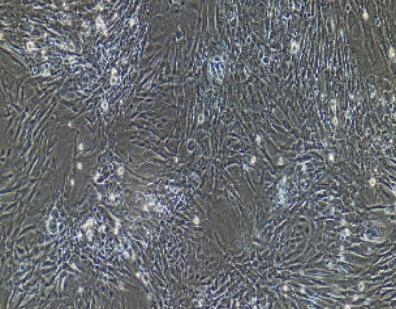 兔睾丸支持细胞,Testicular Support Cells