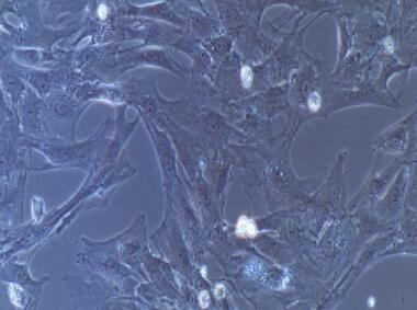 兔卵巢颗粒细胞,Ovarian Granulosa Cells