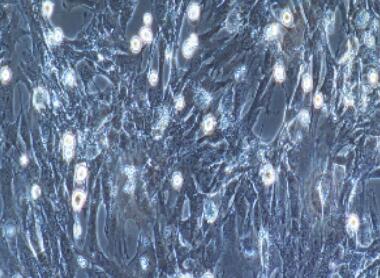 兔滑膜成纤维细胞,Synovial Fibroblasts Cells