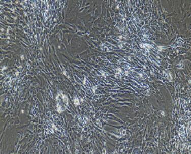 兔皮肤成纤维细胞,Skin Fibroblasts Cells