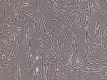 兔骨髓间充质干细胞,Bone Marrow Mesenchymal Stem Cells
