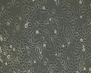 兔毛囊角质细胞,Hair Follicle Keratinocytes Cells
