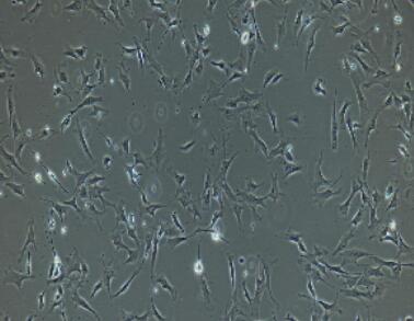 兔前脂肪细胞,Preadipocytes Cells