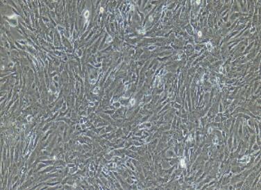 兔脂肪微血管内皮细胞,Adipose Microvascular Endothelial Cells