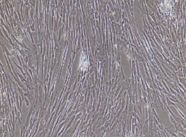 兔胸腺成纖維細(xì)胞,Thymic Fibroblasts Cells