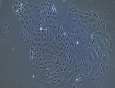 兔胸腺上皮细胞,Thymic Epithelial Cells