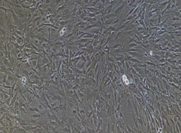 兔脑微血管内皮细胞,Brain Microvascular Endothelial Cells