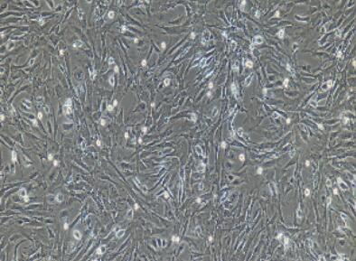 兔脑膜细胞,Meningeal Cells
