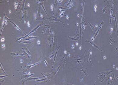 兔结膜成纤维细胞,Conjunctival Fibroblasts Cells