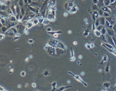 兔結(jié)膜上皮細(xì)胞,Conjunctival Epithelial Cells