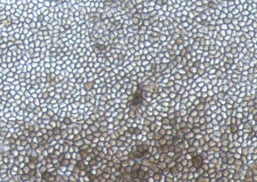 兔视网膜色素上皮细胞,Retinal Pigment Epithelial Cells