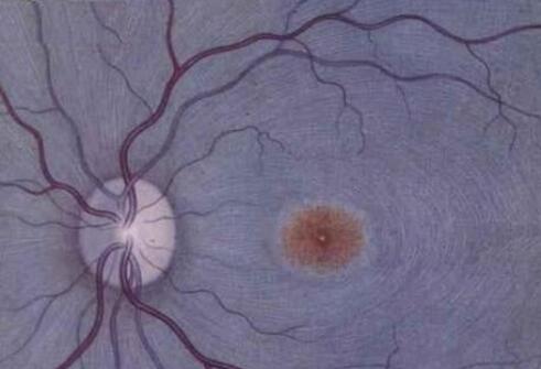 兔角膜內(nèi)皮細(xì)胞,Rabbit Corneal Endothelium Cells