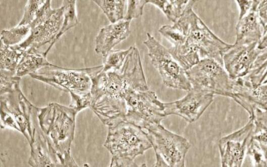 兔胎盘绒毛膜滋养层细胞