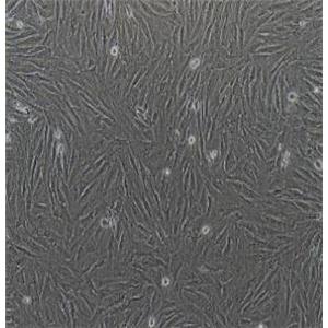 兔角膜基质细胞