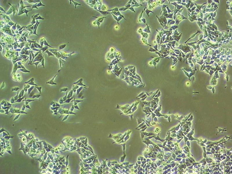 MDBK Cells|牛肾细胞系,MDBK Cells