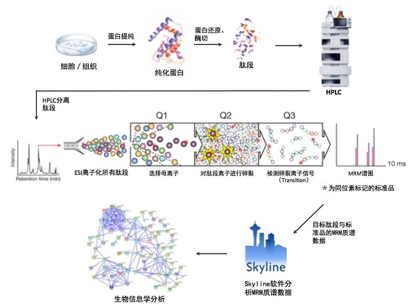 MRM/PRM定量蛋白组学分析_靶向代谢组学分析