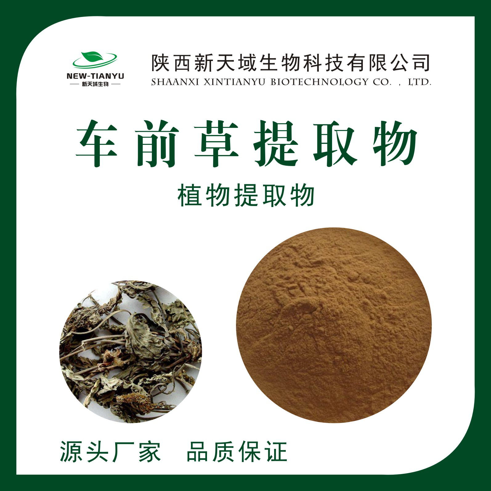 车前草提取物,Plantaginis Herba