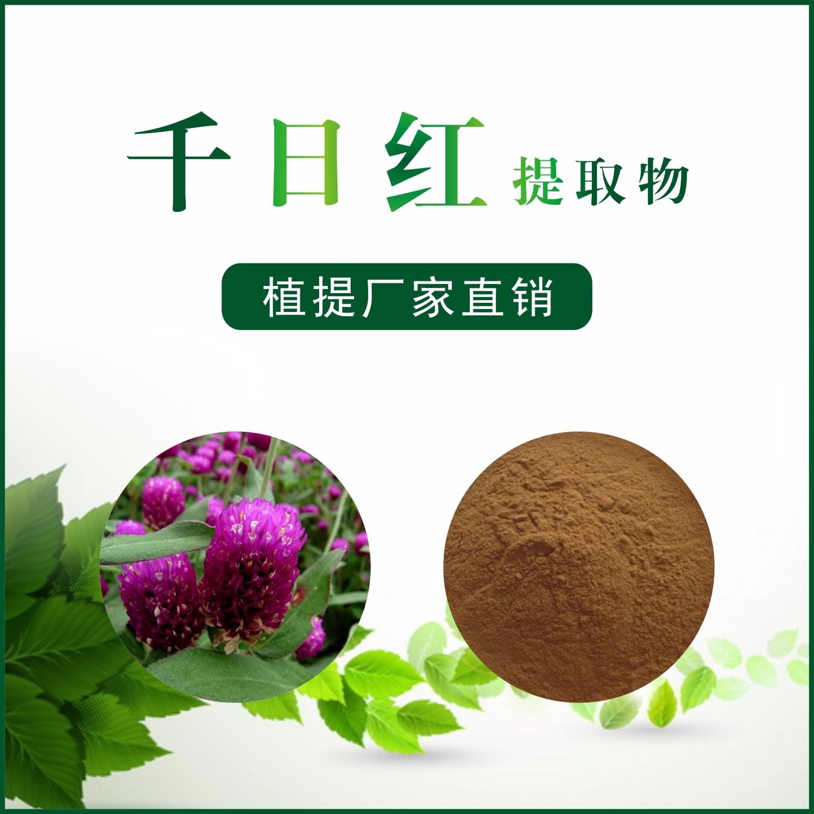 千日红提取物,Flos Gomphrenae。