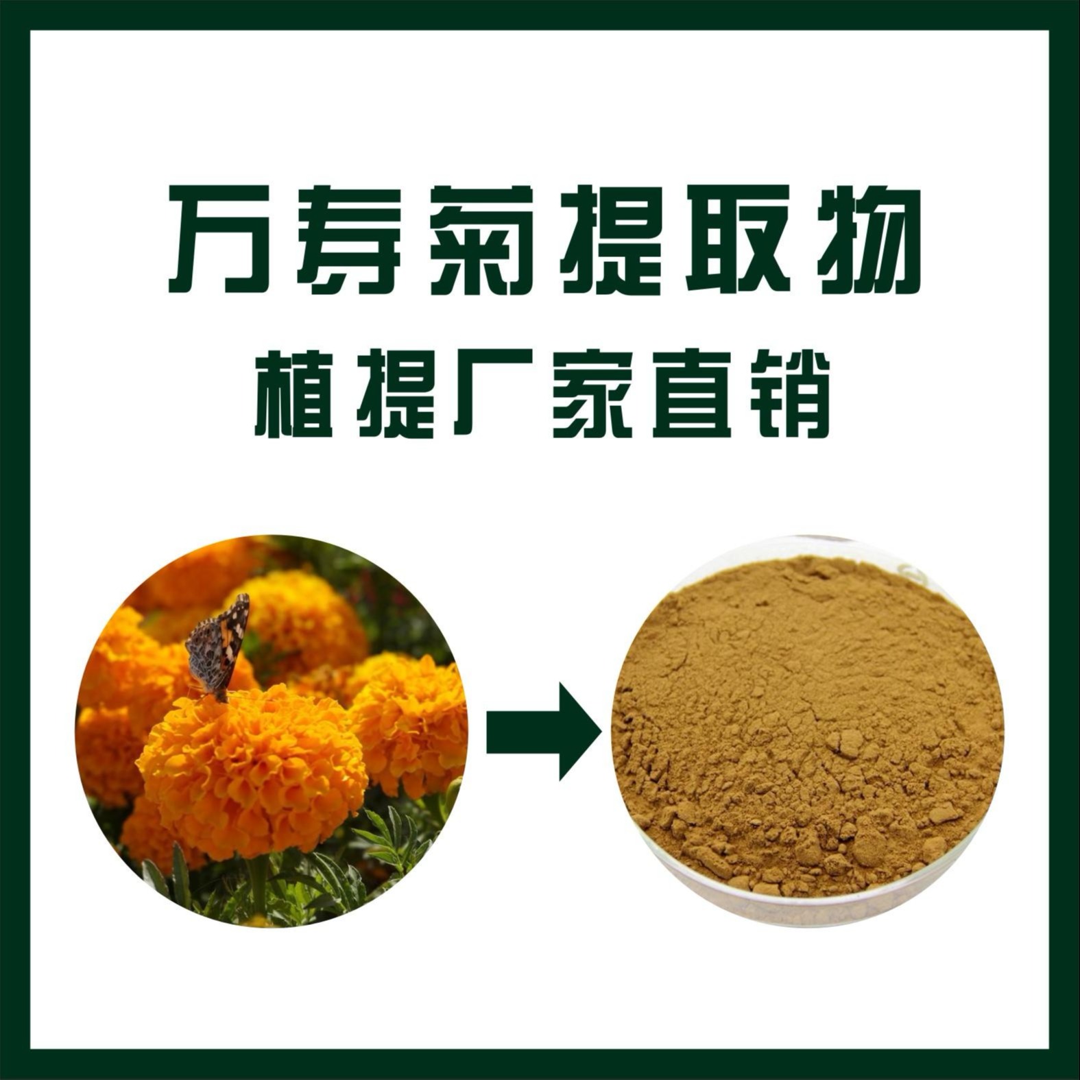 万寿菊提取物/叶黄素/玉米黄质,Marigold P.E.