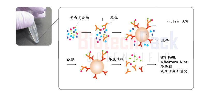 蛋白质