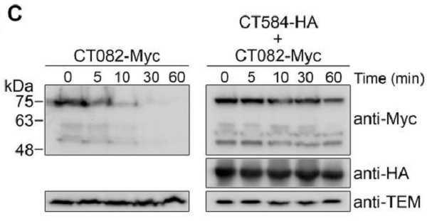 Anti-c-Myc tag抗体(HRP),Anti-c-Myc Tag rabbit polyclonal antibody