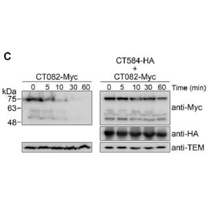 Anti-c-Myc tag抗体(HRP)