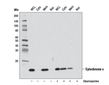 抗- Cytochrome c抗体,anti- Cytochrome c antibody