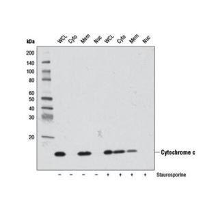 抗- Cytochrome c抗体