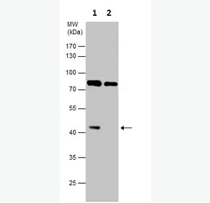 兔抗GSK3 BETA多克隆抗体,Rabbit Anti-GSK-3 Beta Polyclonal Antibody