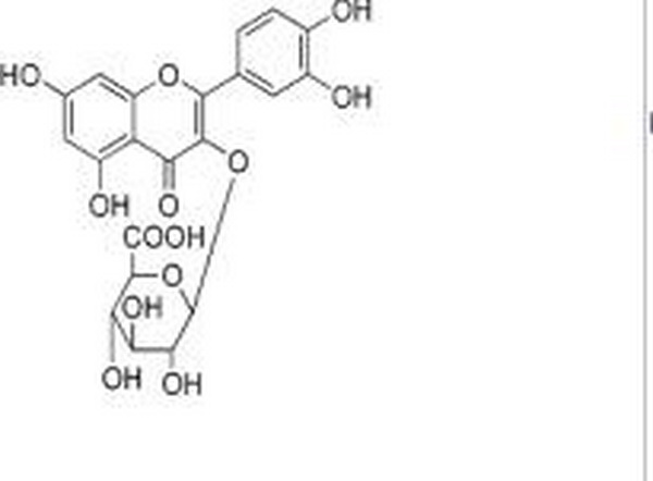 槲皮素-3-O-β-D-吡喃葡糖苷酸,Quercetin 3-O-β-D-glucuronide
