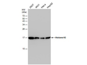 ANTI-HISTONE H3 (PHOSPHO T3,ACETYL K4)抗體,Anti-Histone H3 (phospho T3, acetyl K4) antibody