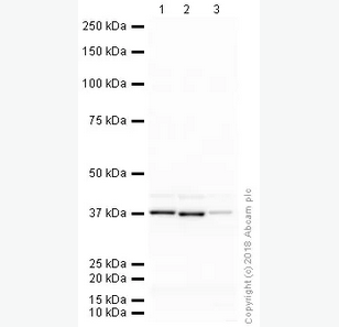 MONOCLONAL ANTI-GAPDH 小鼠抗,ANTI-GAPDH