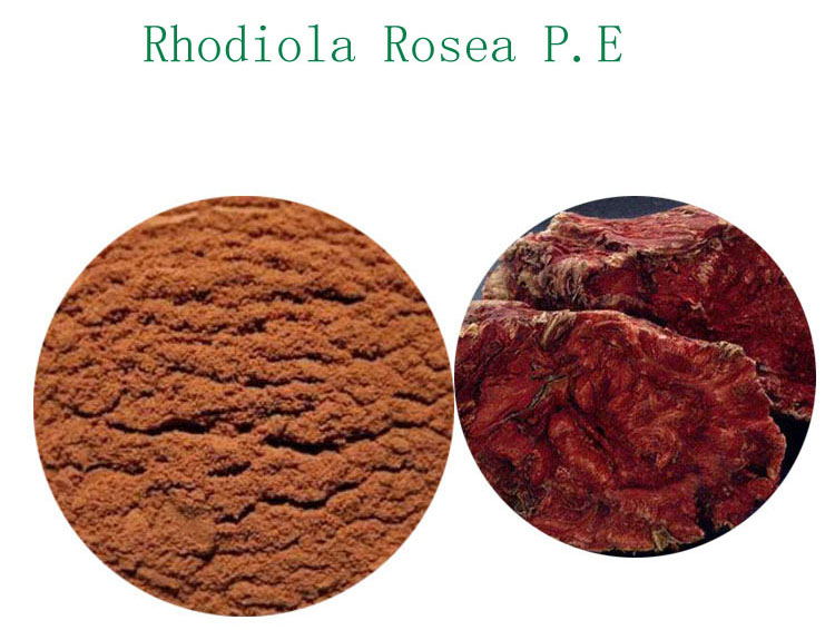 红景天提取物,Rhodiola Rosea Extract