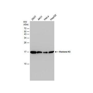 ANTI-HISTONE H3 (PHOSPHO T3,ACETYL K4)抗体